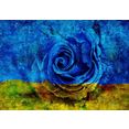 consalnet papierbehang blauw-gele roos blauw