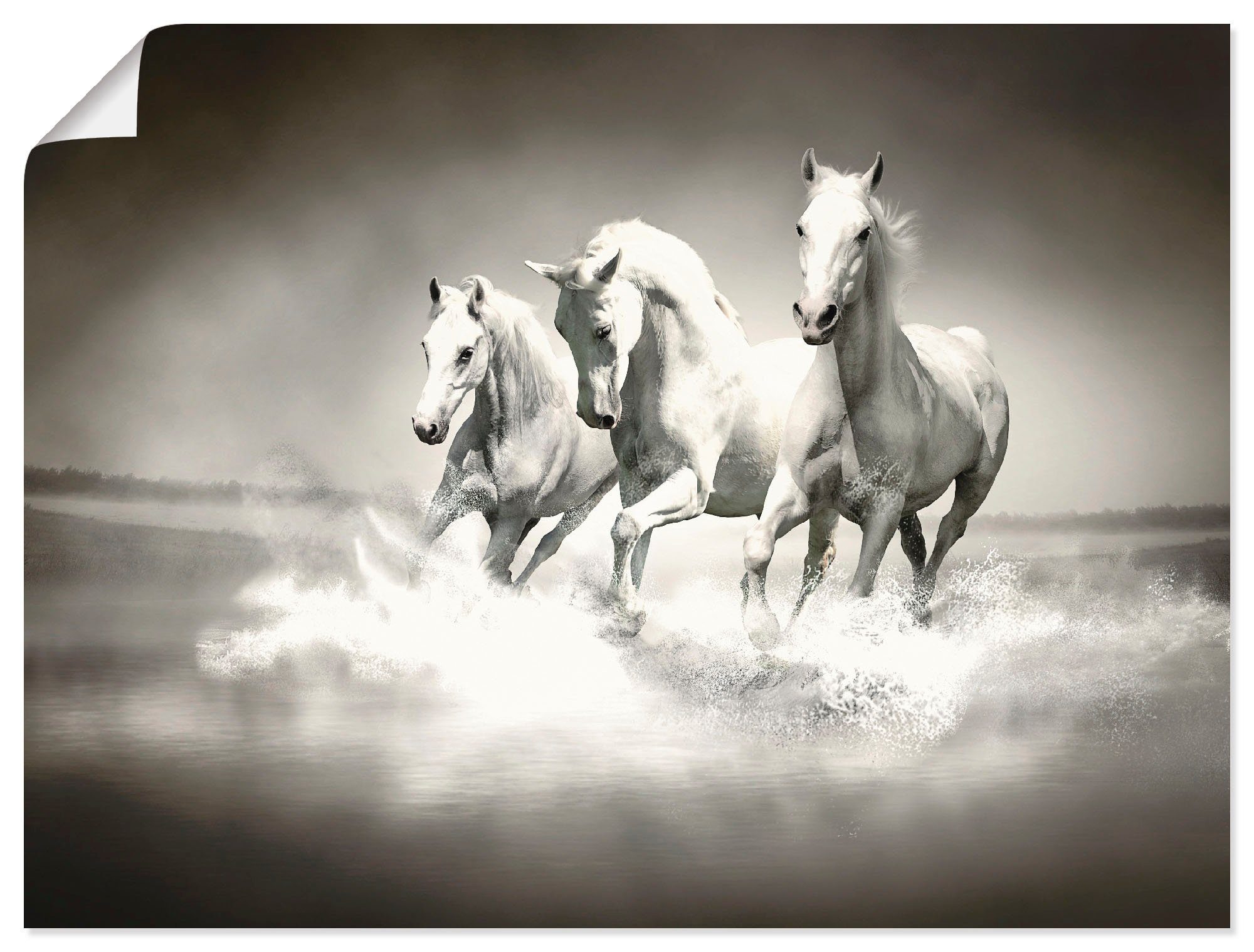 Artland Artprint Kudde van witte paarden in vele afmetingen & productsoorten - artprint van aluminium / artprint voor buiten, artprint op linnen, poster, muursticker / wandfolie oo
