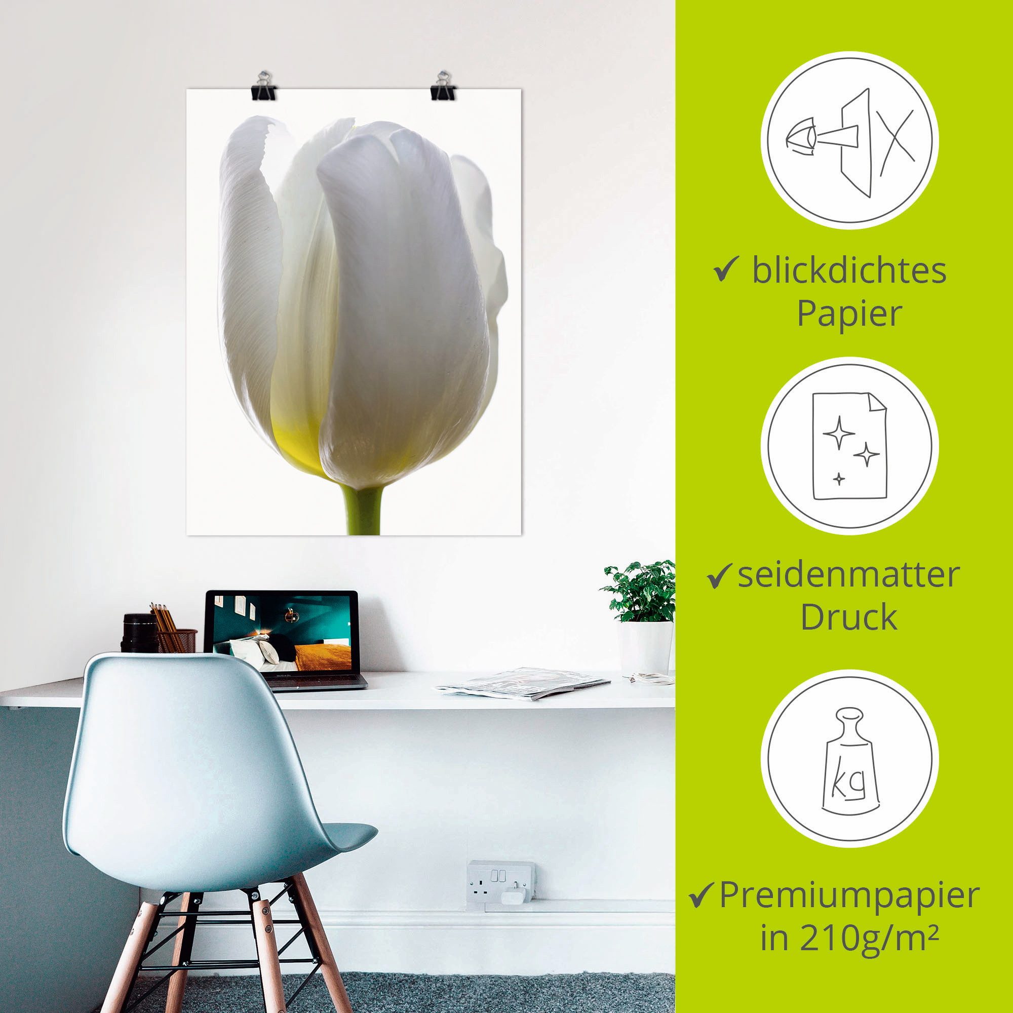 Artland Poster Witte tulp als artprint van aluminium, artprint op linnen, muursticker of poster in verschillende maten