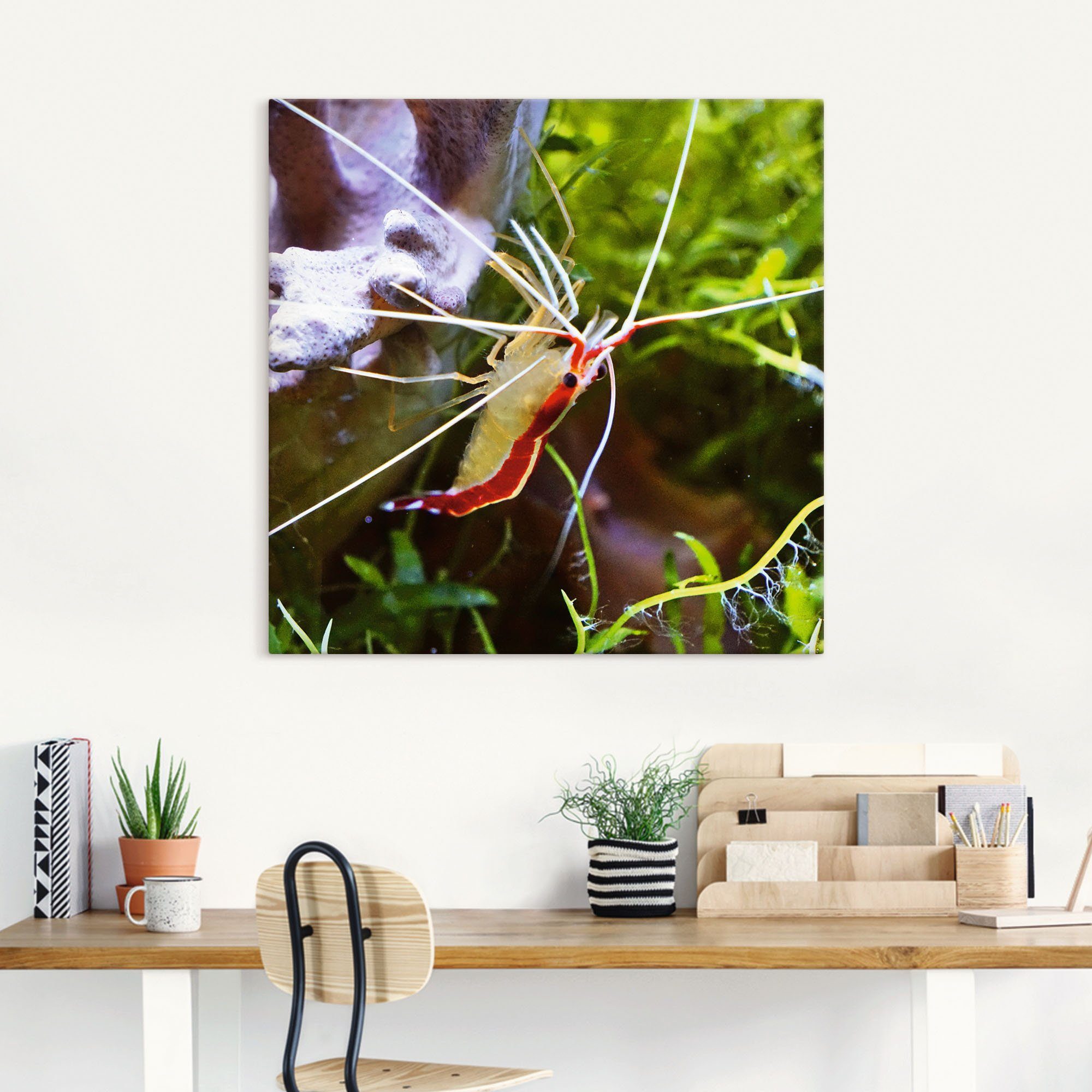 Artland Artprint Witbandpoetsgarnalen als artprint van aluminium, artprint op linnen, muursticker of poster in verschillende maten
