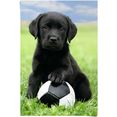reinders! poster labrador pup voetbal (1 stuk) multicolor