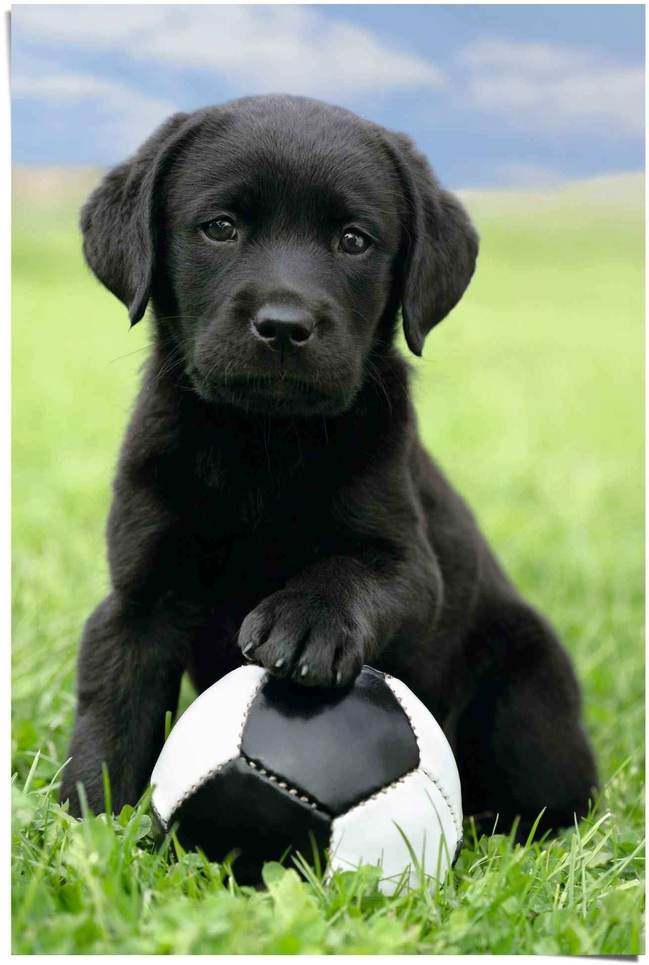 Reinders! Poster Labrador Welpe Fußball (1 stuk)