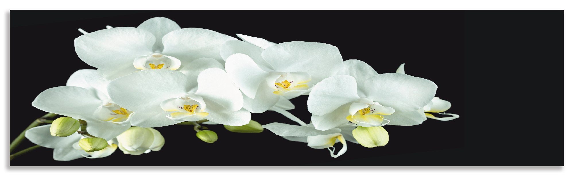 Artland Keukenwand Witte orchidee op een zwarte achtergrond zelfklevend in vele maten - spatscherm keuken achter kookplaat en spoelbak als wandbescherming tegen vet, water en vuil