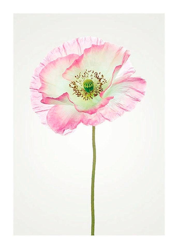 Komar Poster Poppy Hoogte: 50 cm