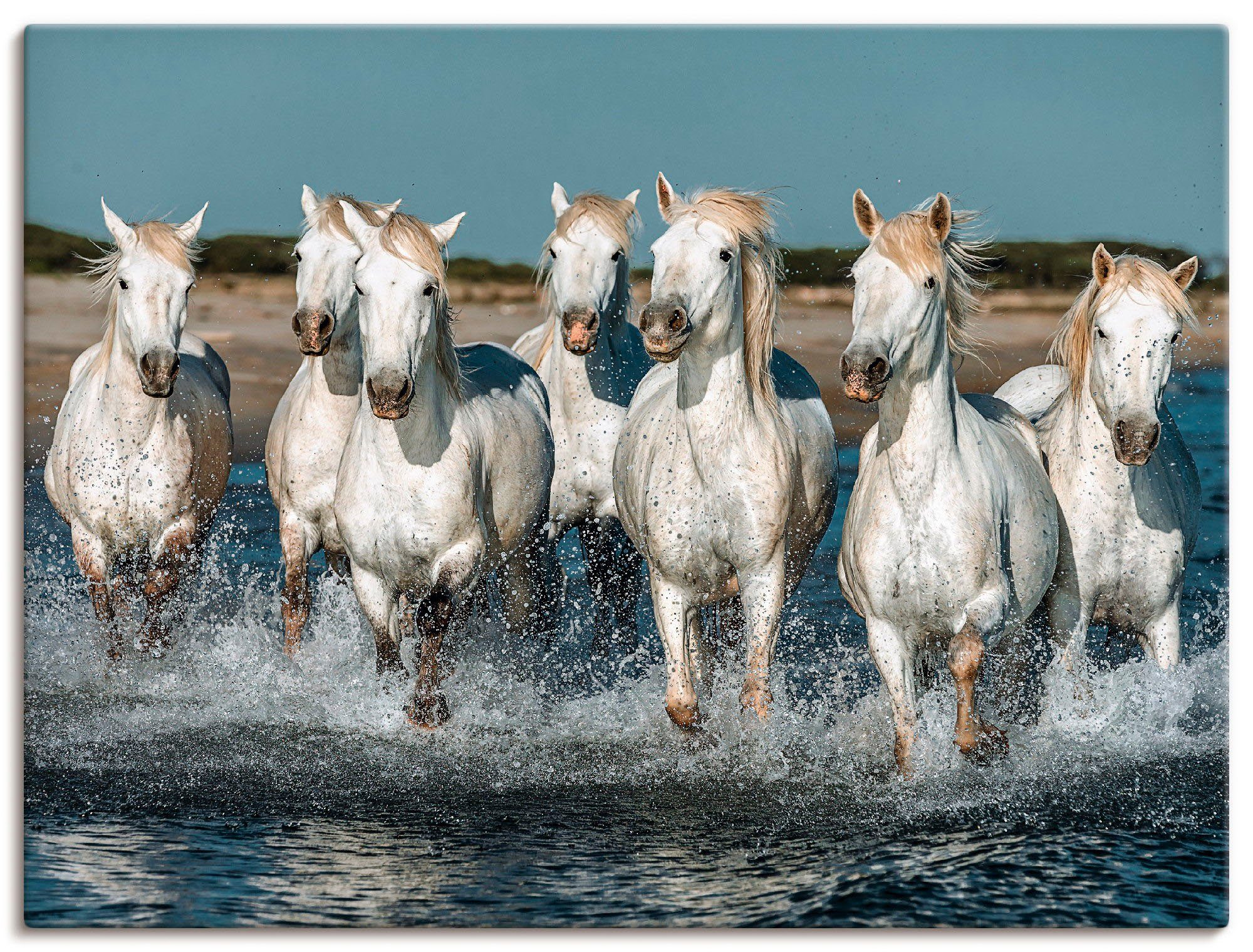 Artland Artprint Camargue paarden galopperen op het strand als artprint van aluminium, artprint voor buiten, artprint op linnen, poster, muursticker