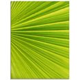 artland print op glas palmbladeren (1 stuk) groen