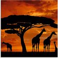 artland print op glas kudde giraffen bij zonsondergang (1 stuk) bruin