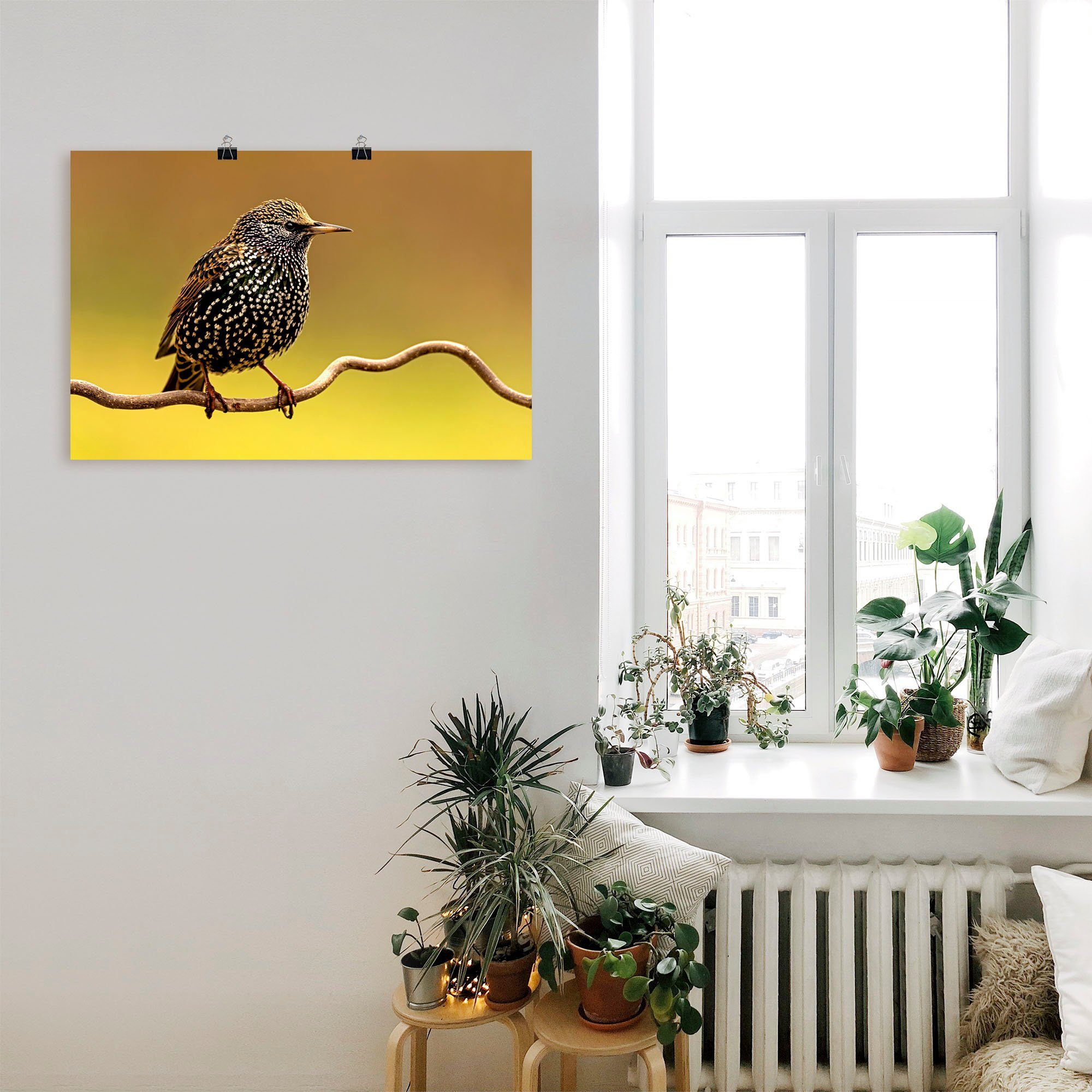 Artland Artprint Star als artprint op linnen, poster in verschillende formaten maten
