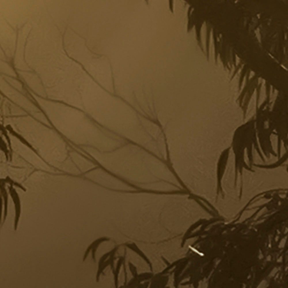 Komar Fotobehang Digitale print vlies - Foggy Sunshine - Afmeting 400 x 250 cm (1 stuk)