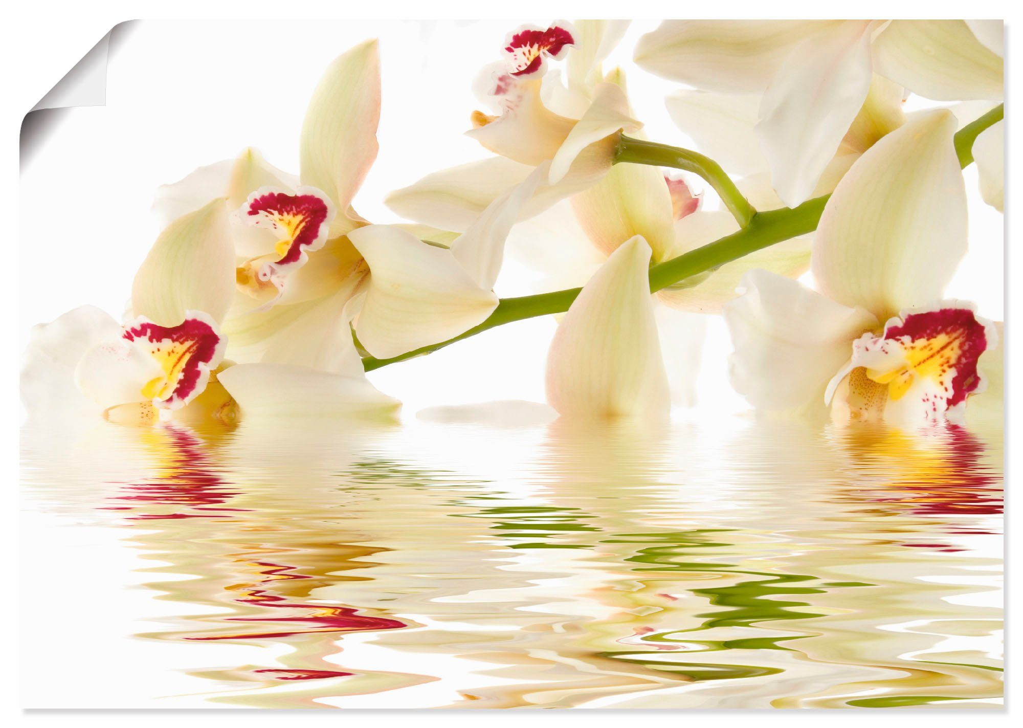 Artland Artprint Witte orchidee met waterreflectie in vele afmetingen & productsoorten -artprint op linnen, poster, muursticker / wandfolie ook geschikt voor de badkamer (1 stuk)