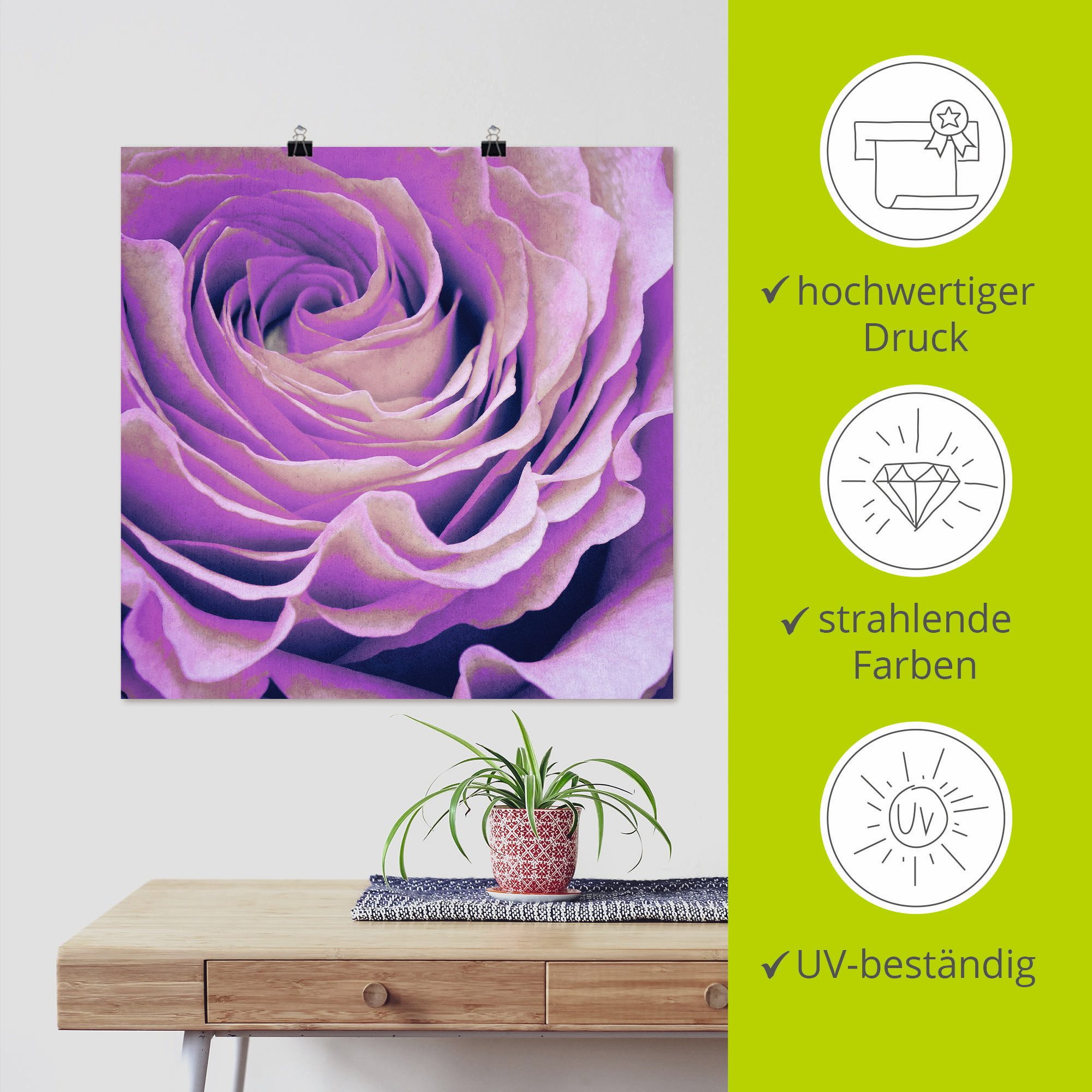 Artland Artprint Paars Roos als artprint op linnen, poster in verschillende formaten maten