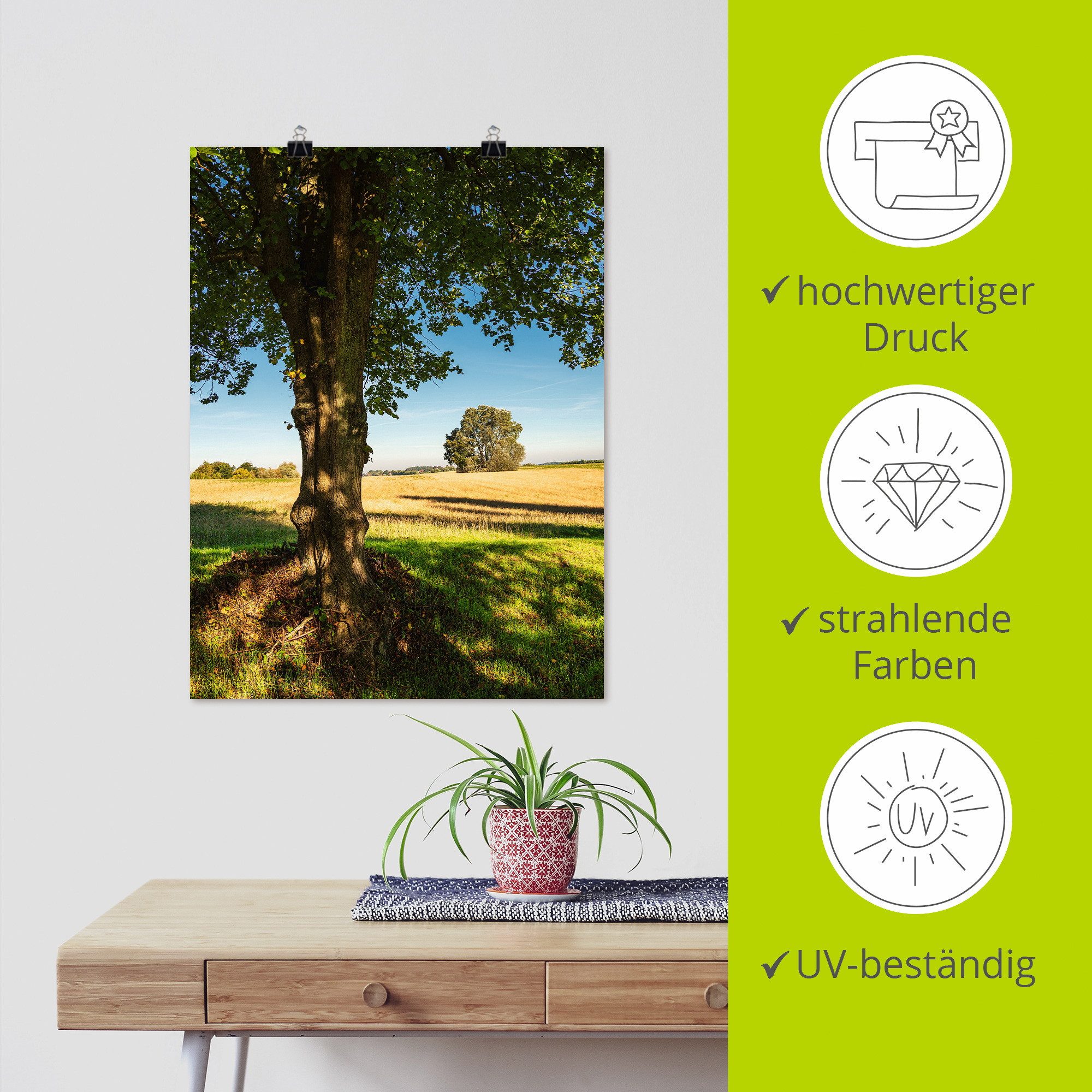 Artland Poster Veld en bomen bij Hohen Demzin als artprint van aluminium, artprint op linnen, muursticker of poster in verschillende maten