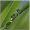 artland print op glas waterdruppels op grasspriet (1 stuk) groen