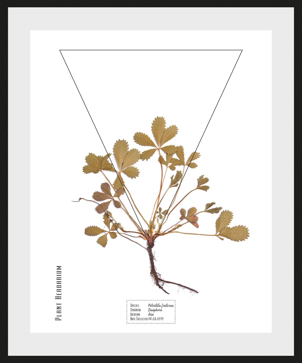 queence Wanddecoratie Potentilla fruticosa HD premium posterdruk incl. houten lijst (1 stuk)