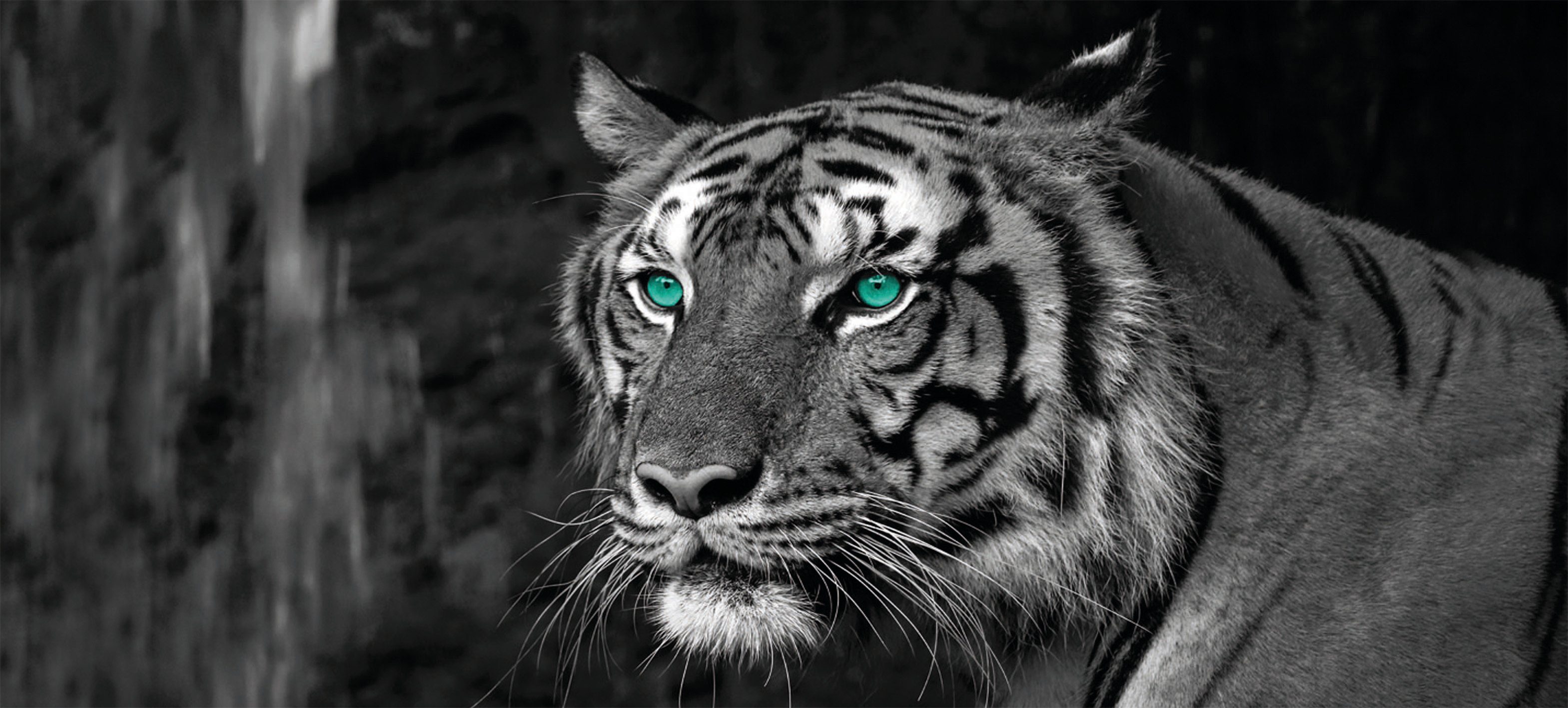Bönninghoff Artprint op linnen Blue Eyed Tiger (1 stuk)
