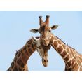 papermoon fotobehang verliefde giraffen fluwelig, vliesbehang, eersteklas digitale print bruin