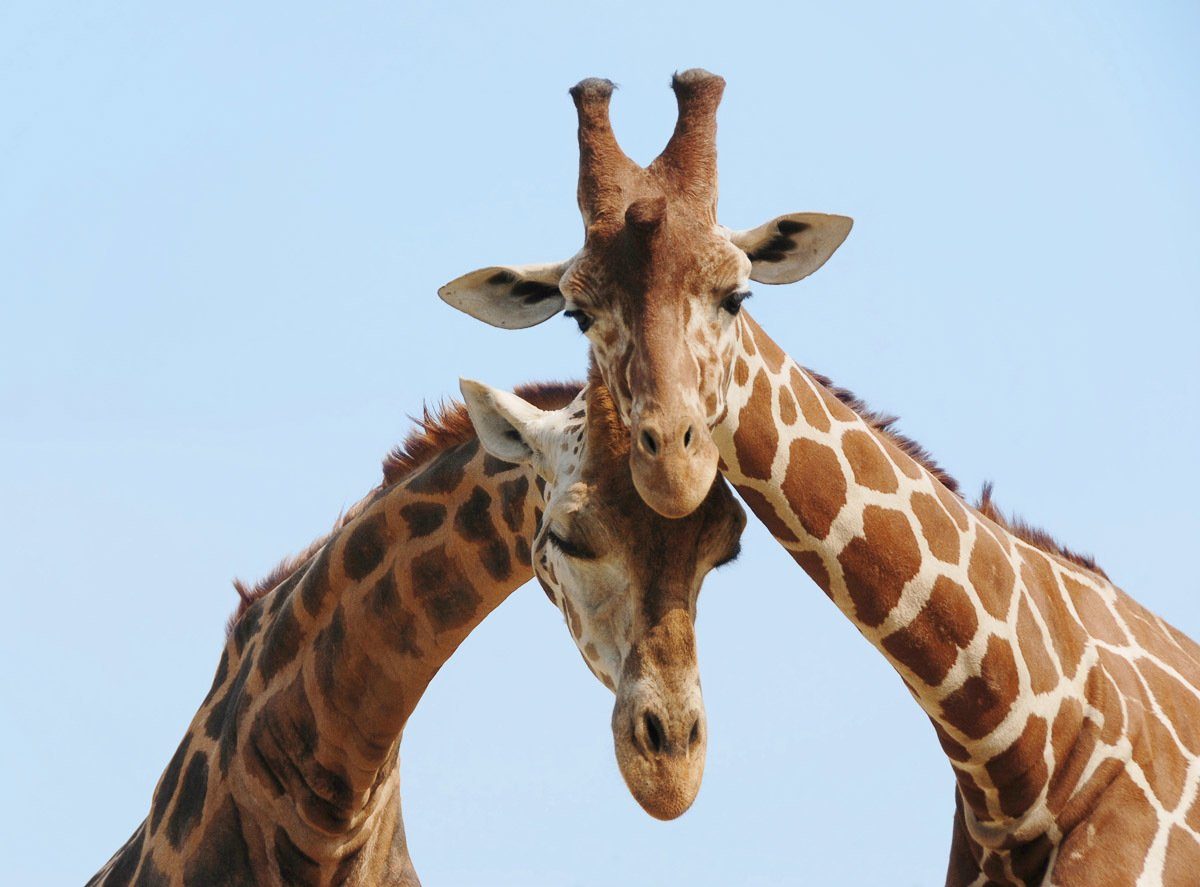 papermoon fotobehang verliefde giraffen vliesbehang, eersteklas digitale print bruin