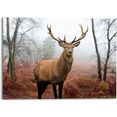 reinders! artprint edelhert in het bos dier - hertengewei - natuurmotief (1 stuk) bruin