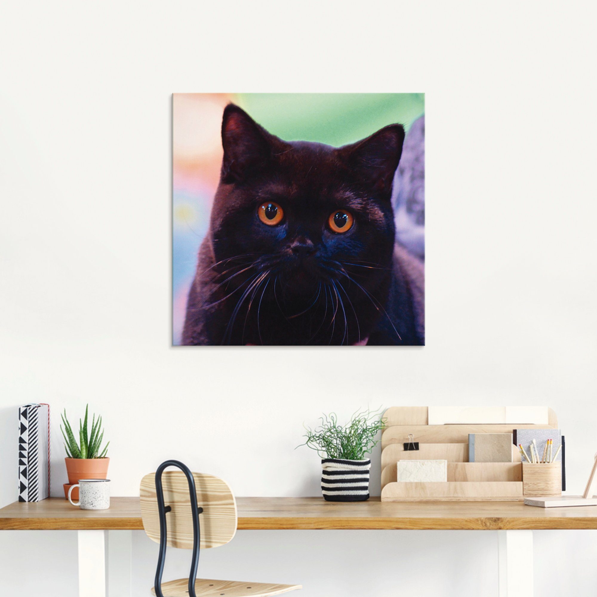 Artland Print op glas Zwarte Britse korthaar kat