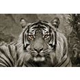 boenninghoff artprint op linnen tijger (1 stuk) grijs