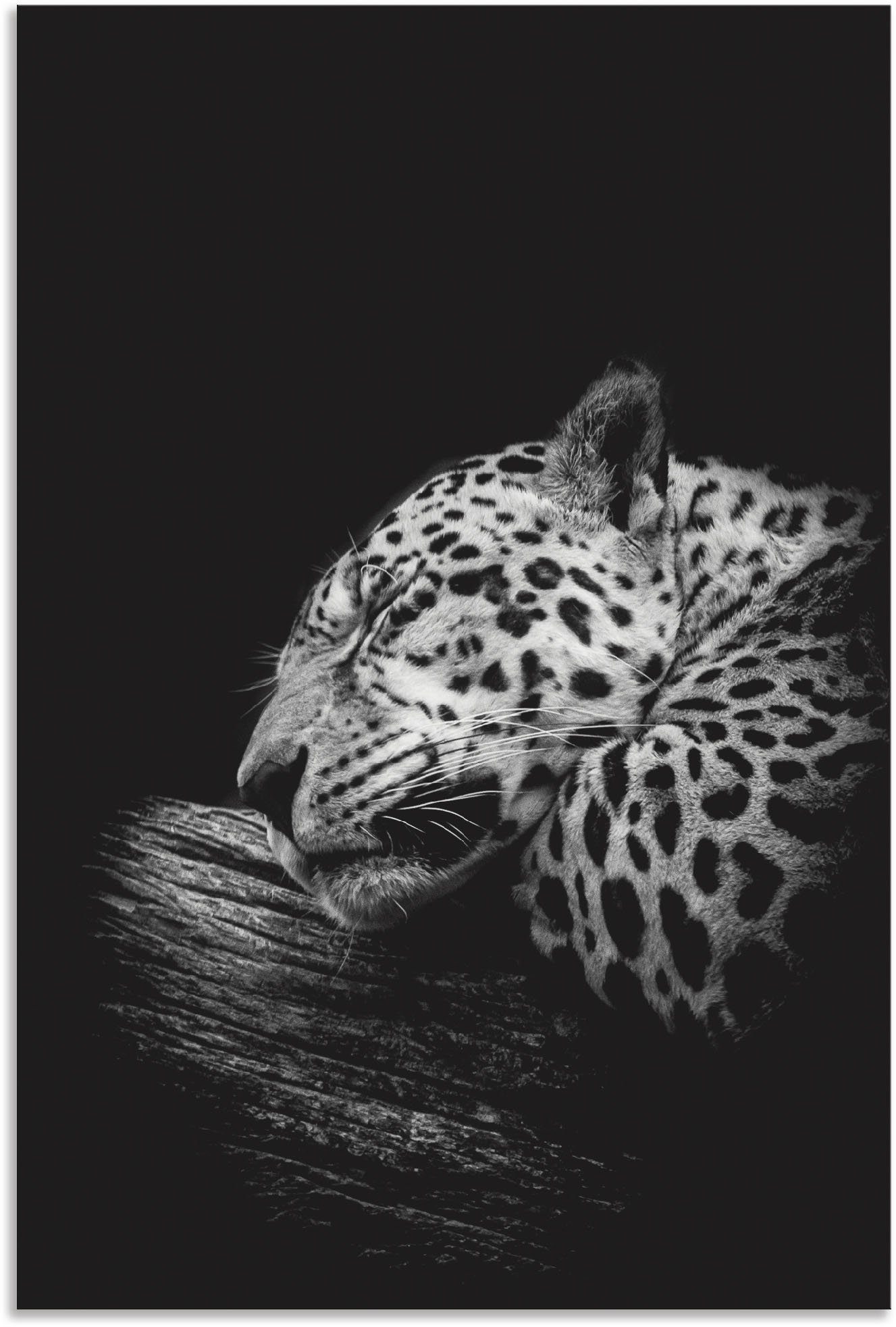 Artland Artprint Der schlafende Jaguar in vele afmetingen & productsoorten - artprint van aluminium / artprint voor buiten, artprint op linnen, poster, muursticker / wandfolie ook
