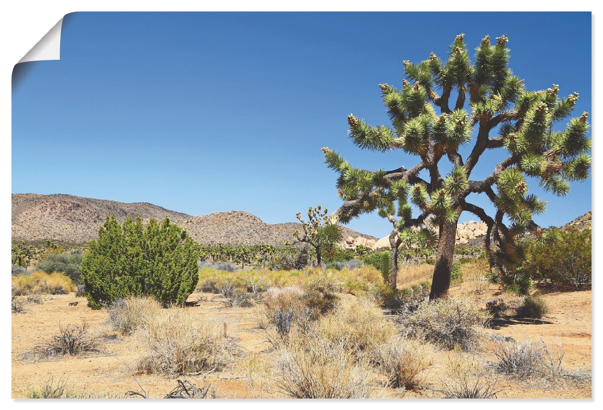 Artland Artprint Joshua Tree in de Mojave woestijn I in vele afmetingen & productsoorten - artprint van aluminium / artprint voor buiten, artprint op linnen, poster, muursticker /