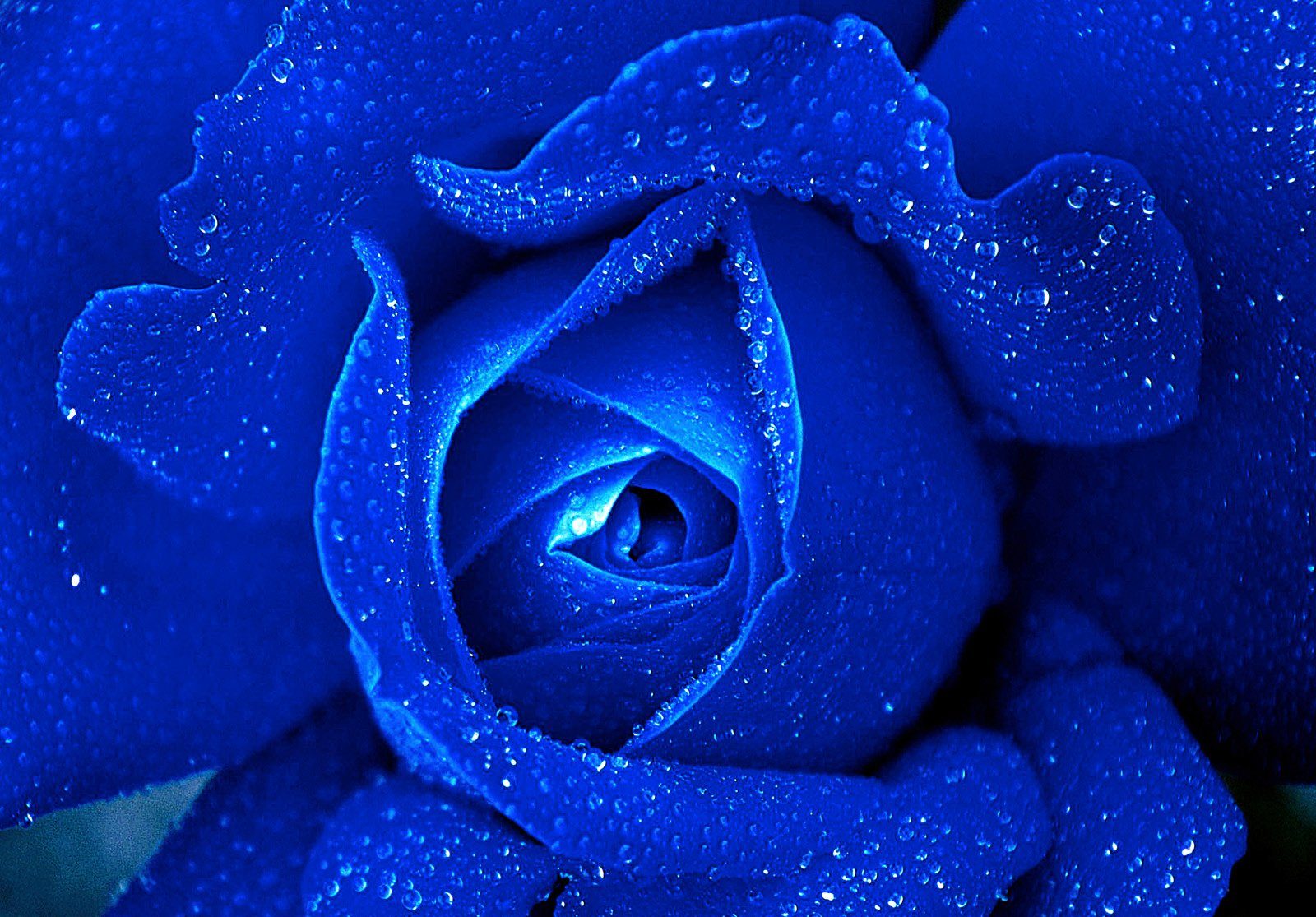 Consalnet Papierbehang Blauwe roos