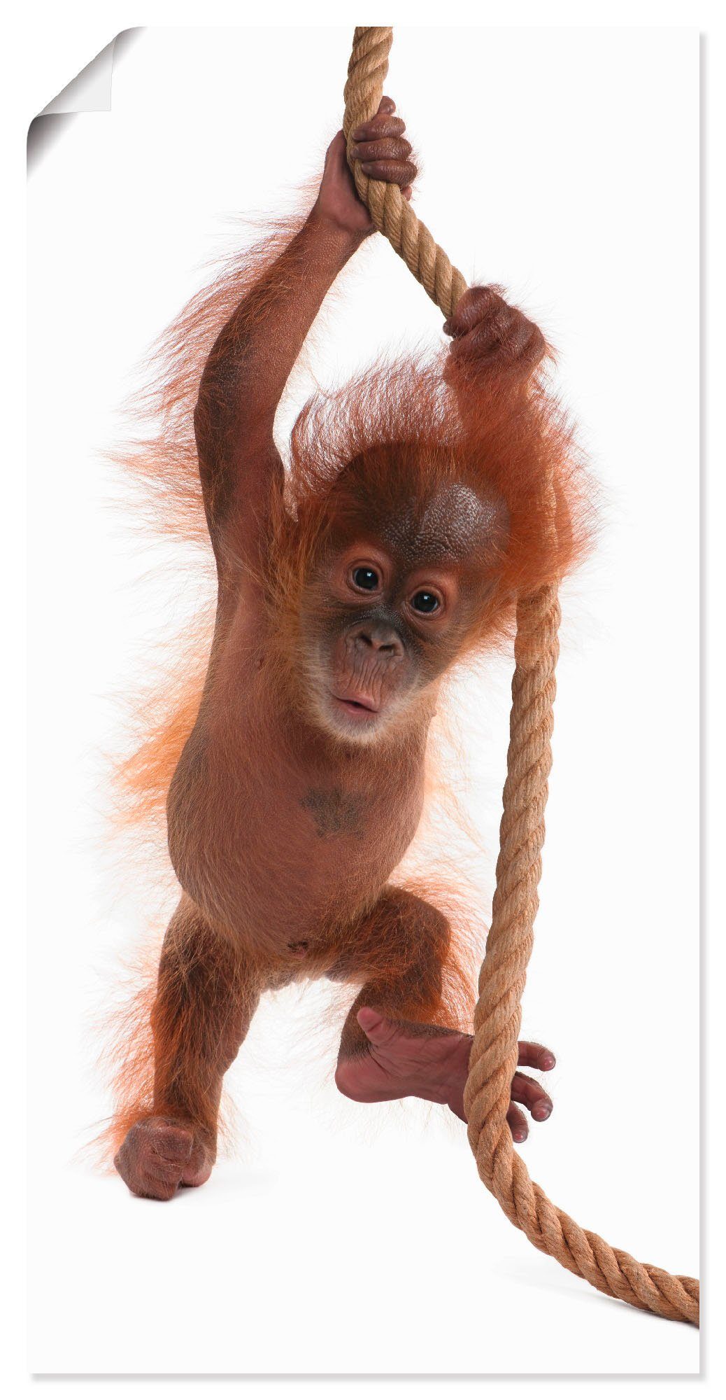 Artland Artprint Baby orang oetan hangt aan het touw I in vele afmetingen & productsoorten - artprint van aluminium / artprint voor buiten, artprint op linnen, poster, muursticker