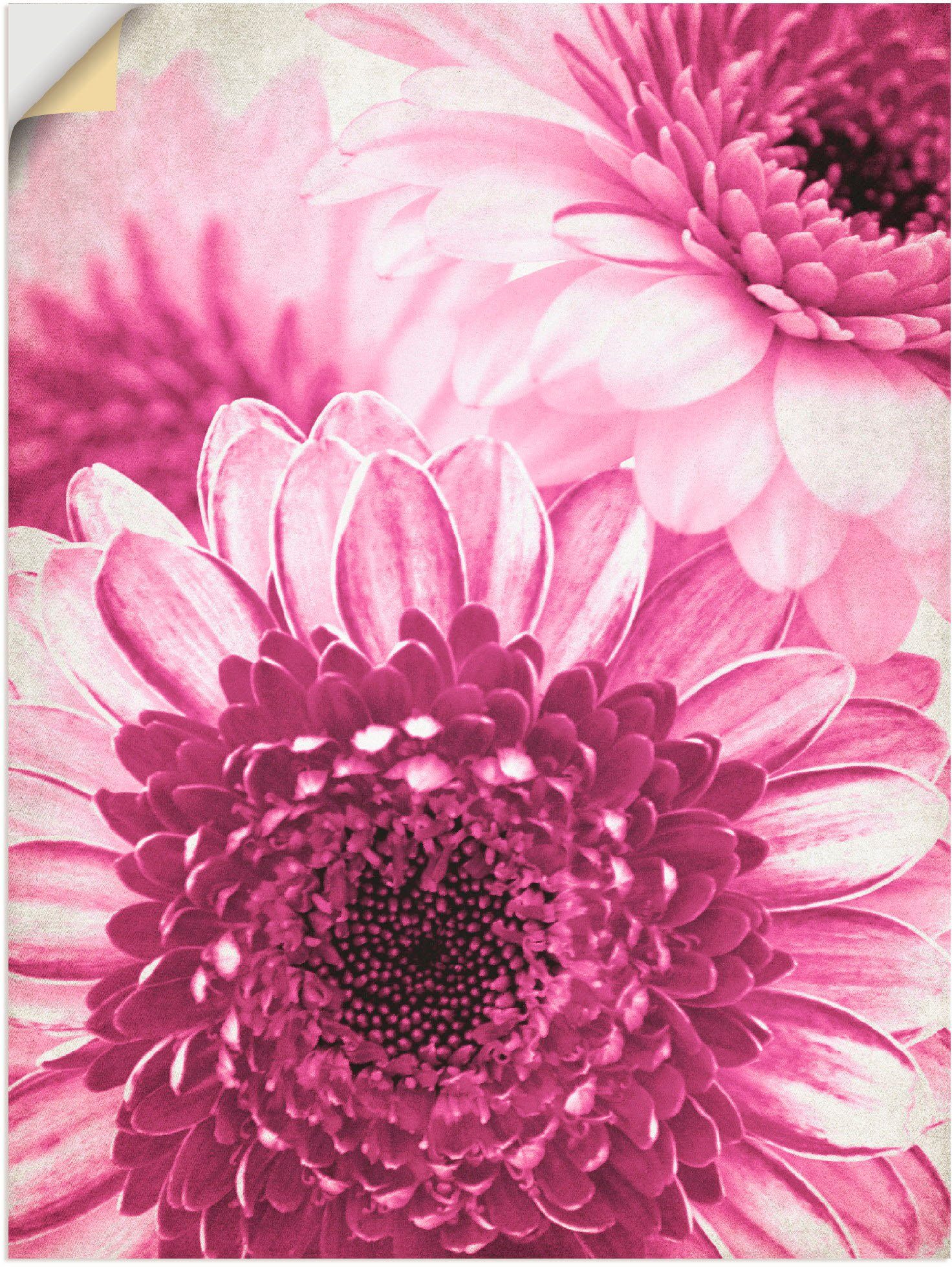 Artland Artprint Pinkkleurige gerbera in vele afmetingen & productsoorten -artprint op linnen, poster, muursticker / wandfolie ook geschikt voor de badkamer (1 stuk)