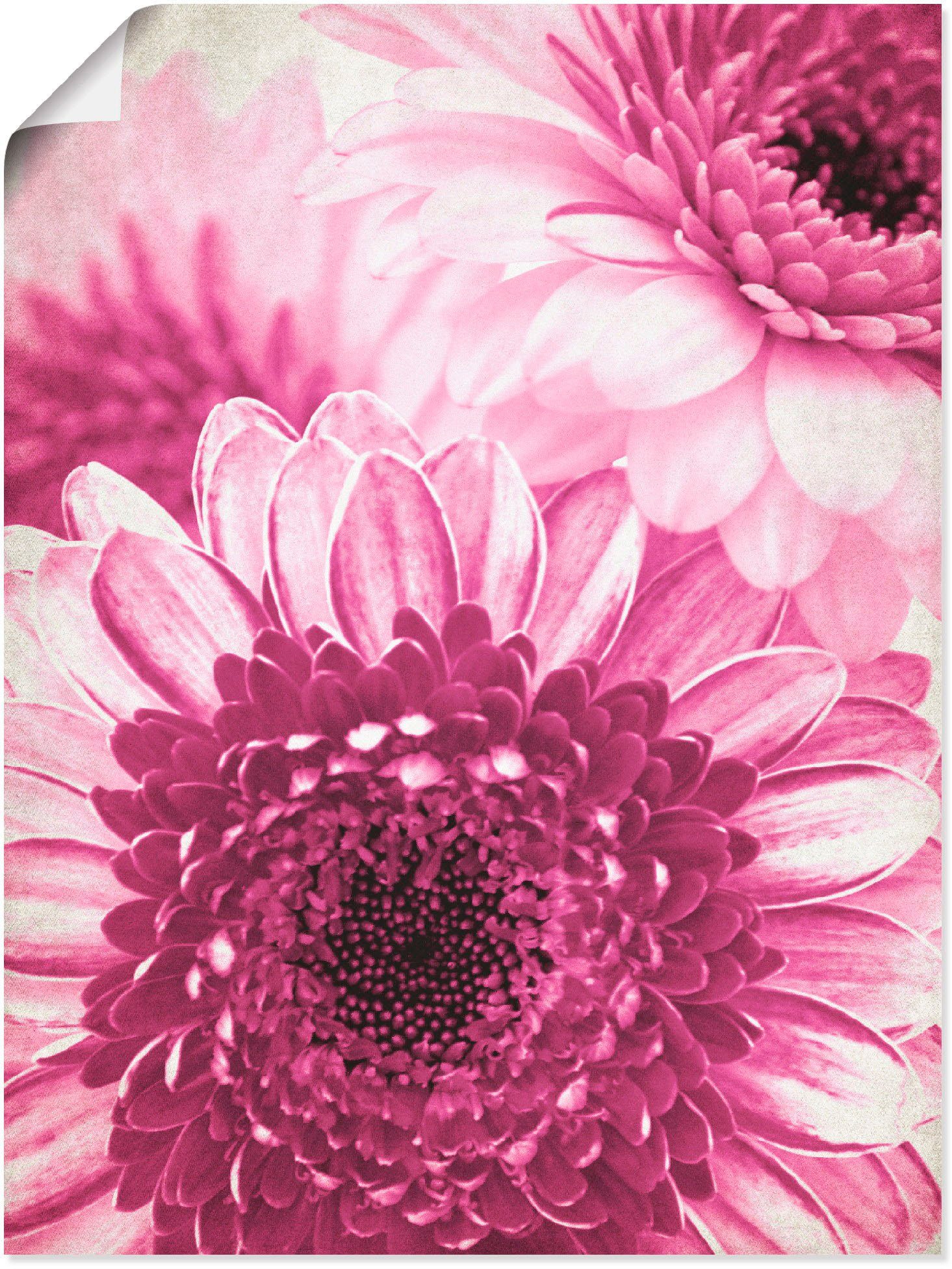 Artland Artprint Pinkkleurige gerbera in vele afmetingen & productsoorten -artprint op linnen, poster, muursticker / wandfolie ook geschikt voor de badkamer (1 stuk)