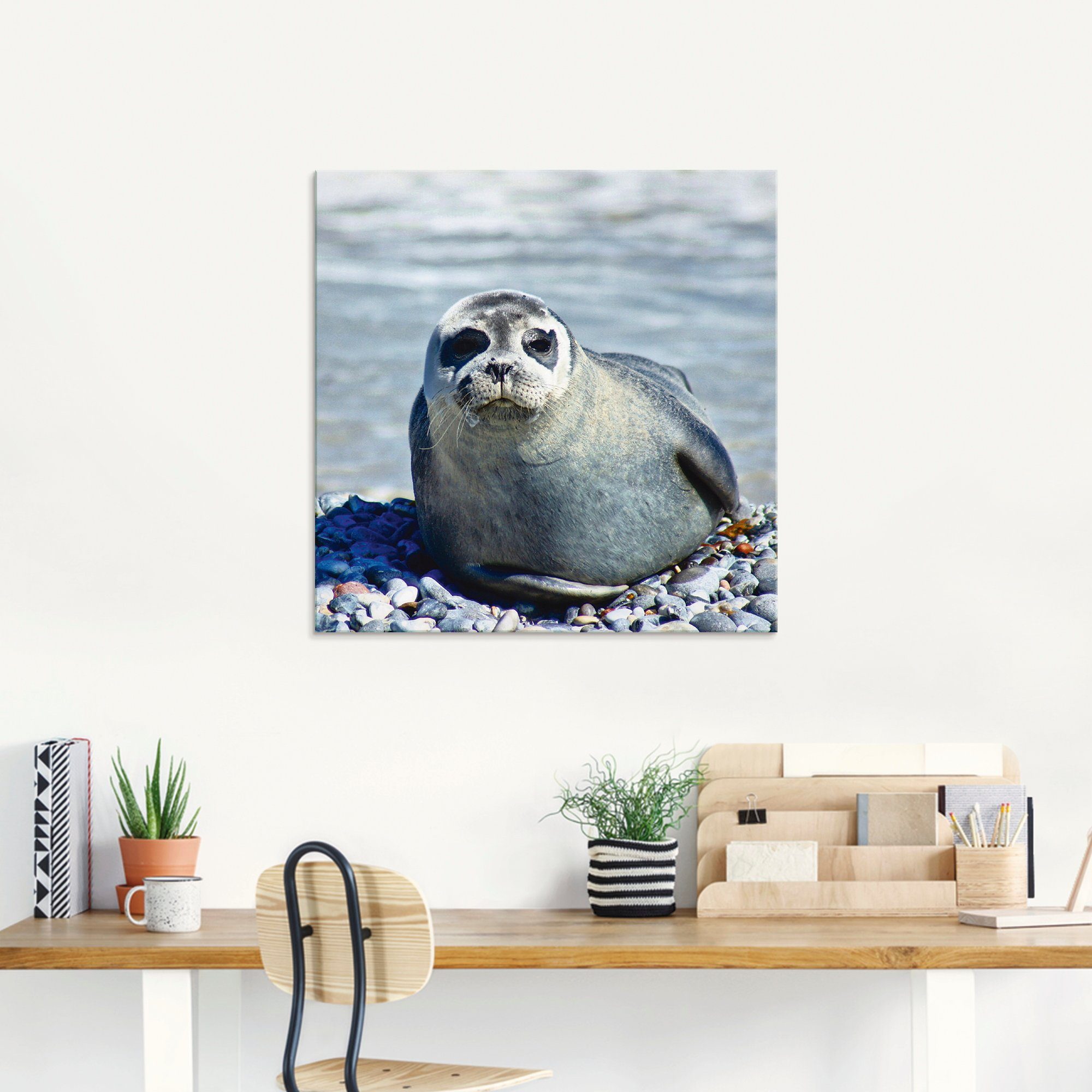 Artland Print op glas Rob op het strand van Helgoland