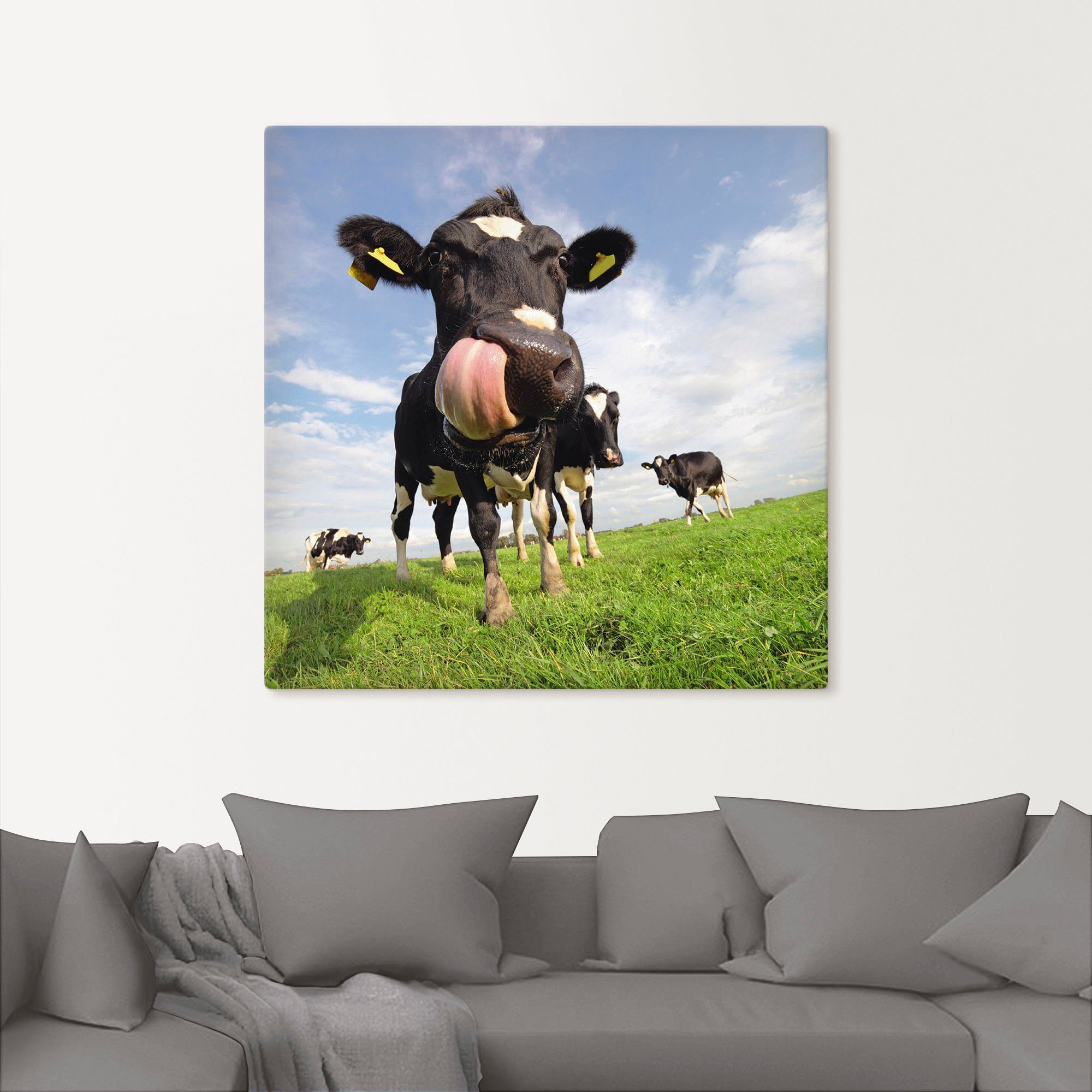 Artland Artprint Holstein-koe met enorme tong als artprint van aluminium, artprint voor buiten, artprint op linnen, poster, muursticker