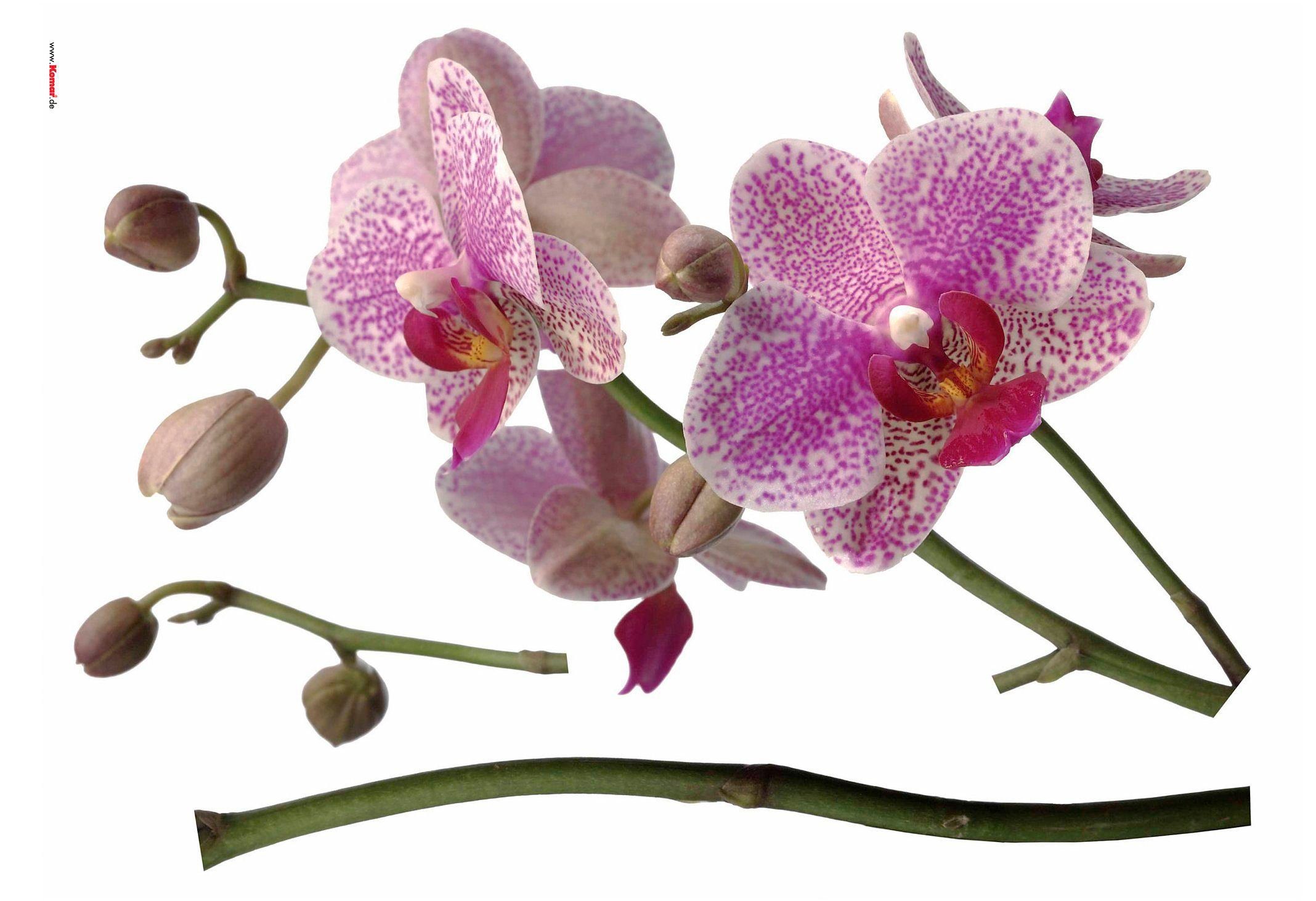 komar wandfolie orchidee paars