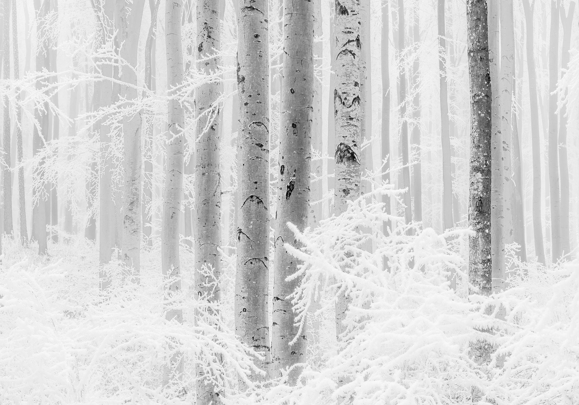Komar fotobehang Winter Wood