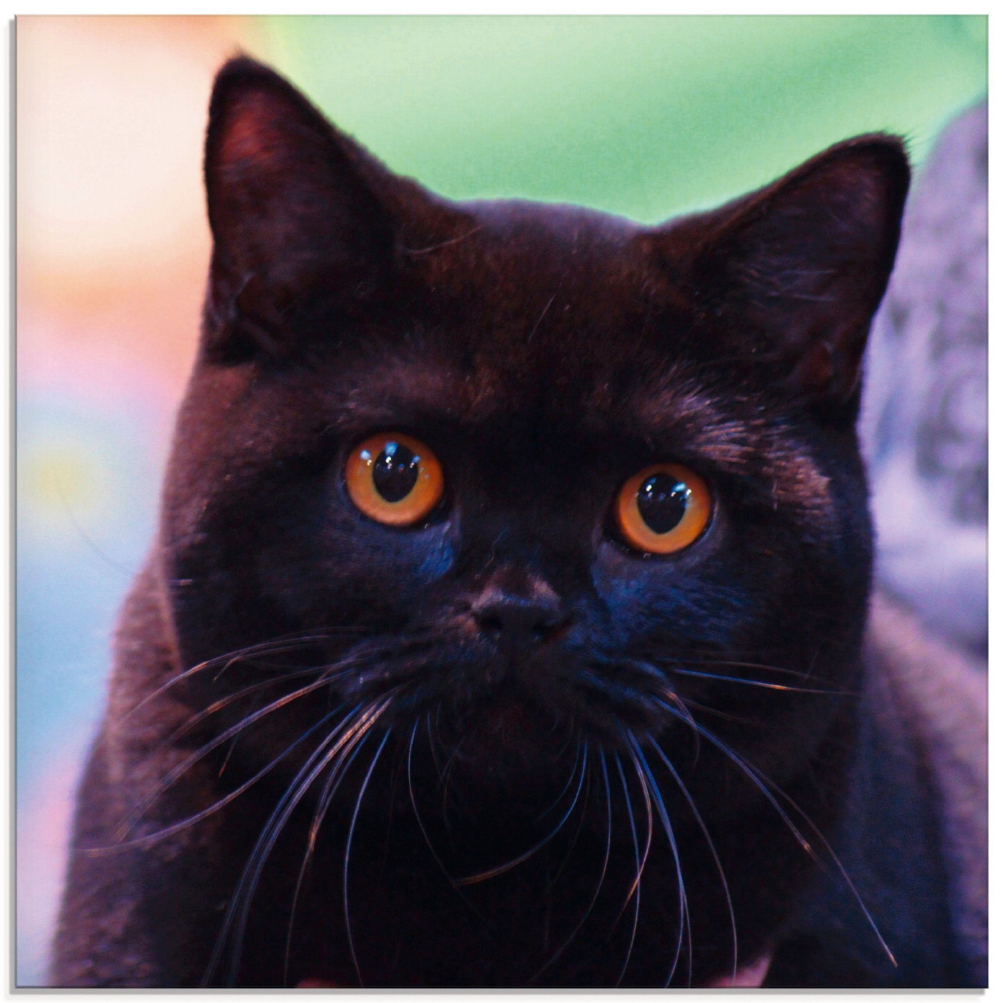 Artland Print op glas Zwarte Britse korthaar kat (1 stuk)