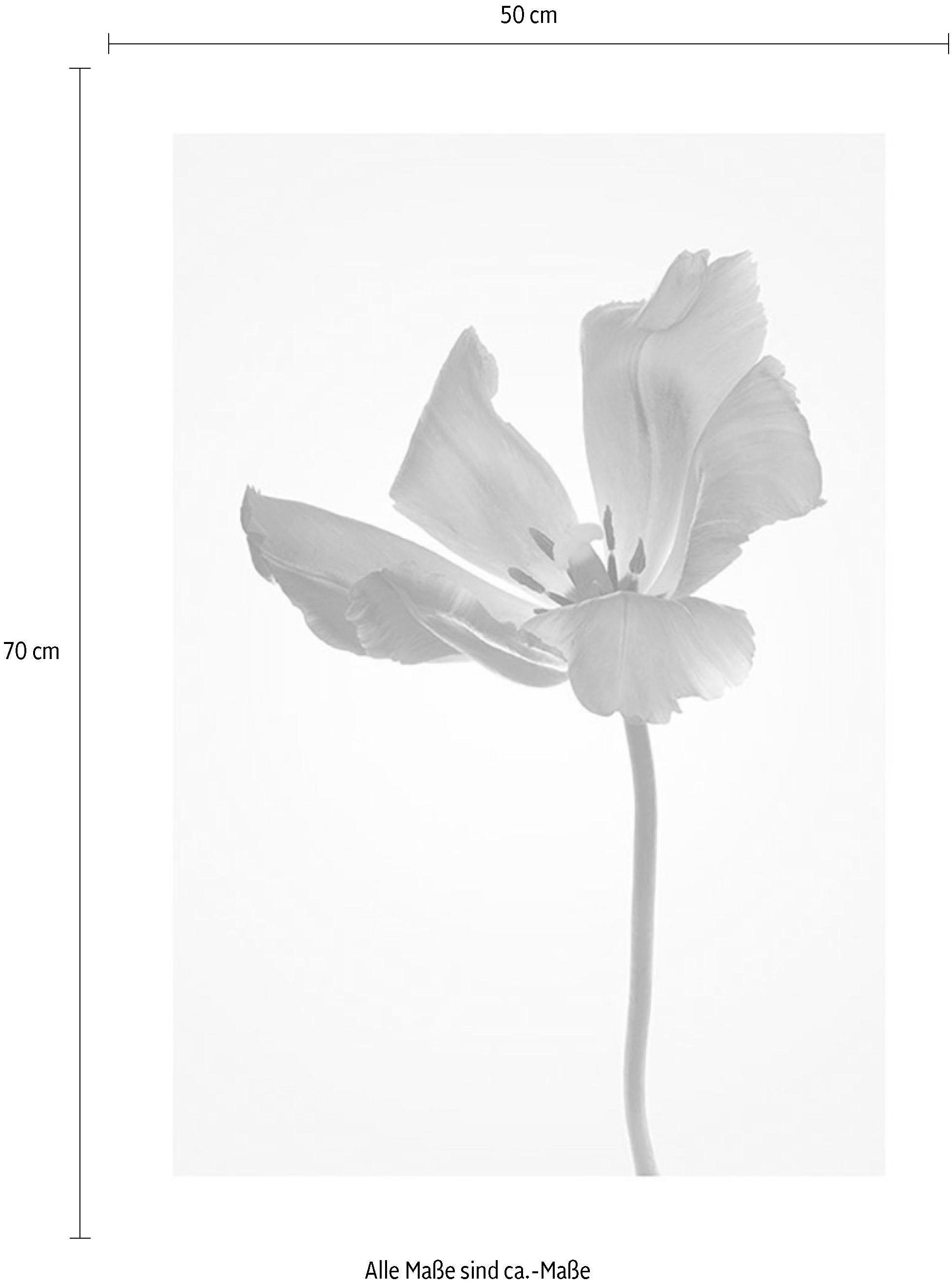 Komar Wanddecoratie TULIP Wanddecoratie - zonder lijst (1 stuk)