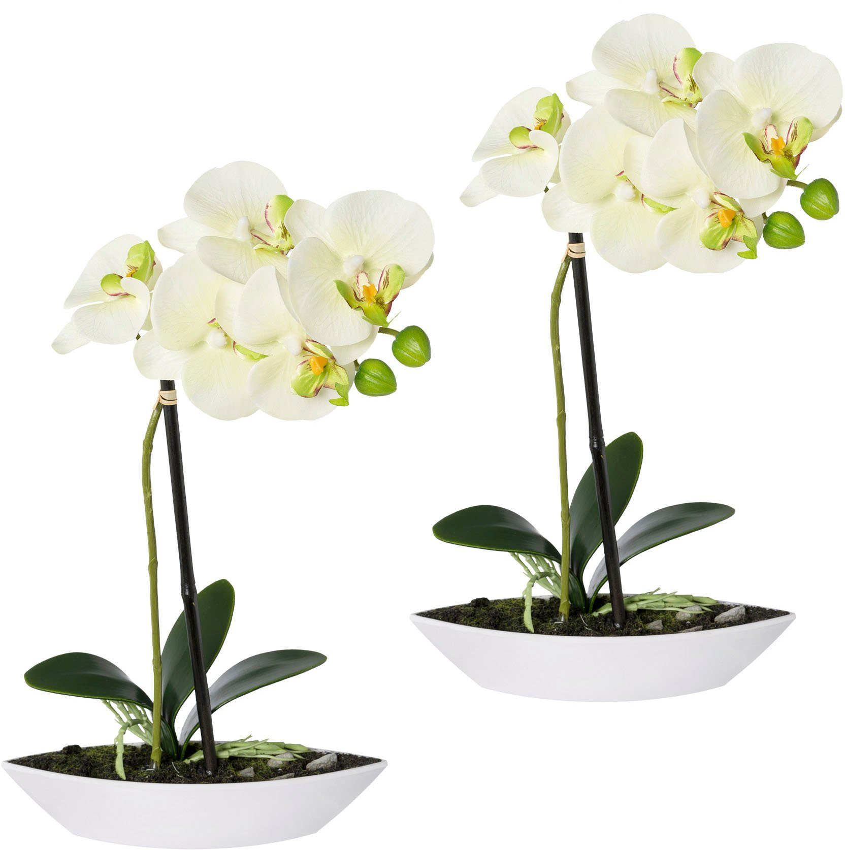 Creativ green Kunstorchidee Vlinderorchidee set van 2, in een plastic bakje (2 stuks)