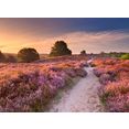 papermoon fotobehang blooming heather at sunrise multicolor