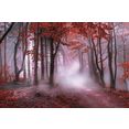 boenninghoff artprint op linnen herfstbos in mist (1 stuk) rood