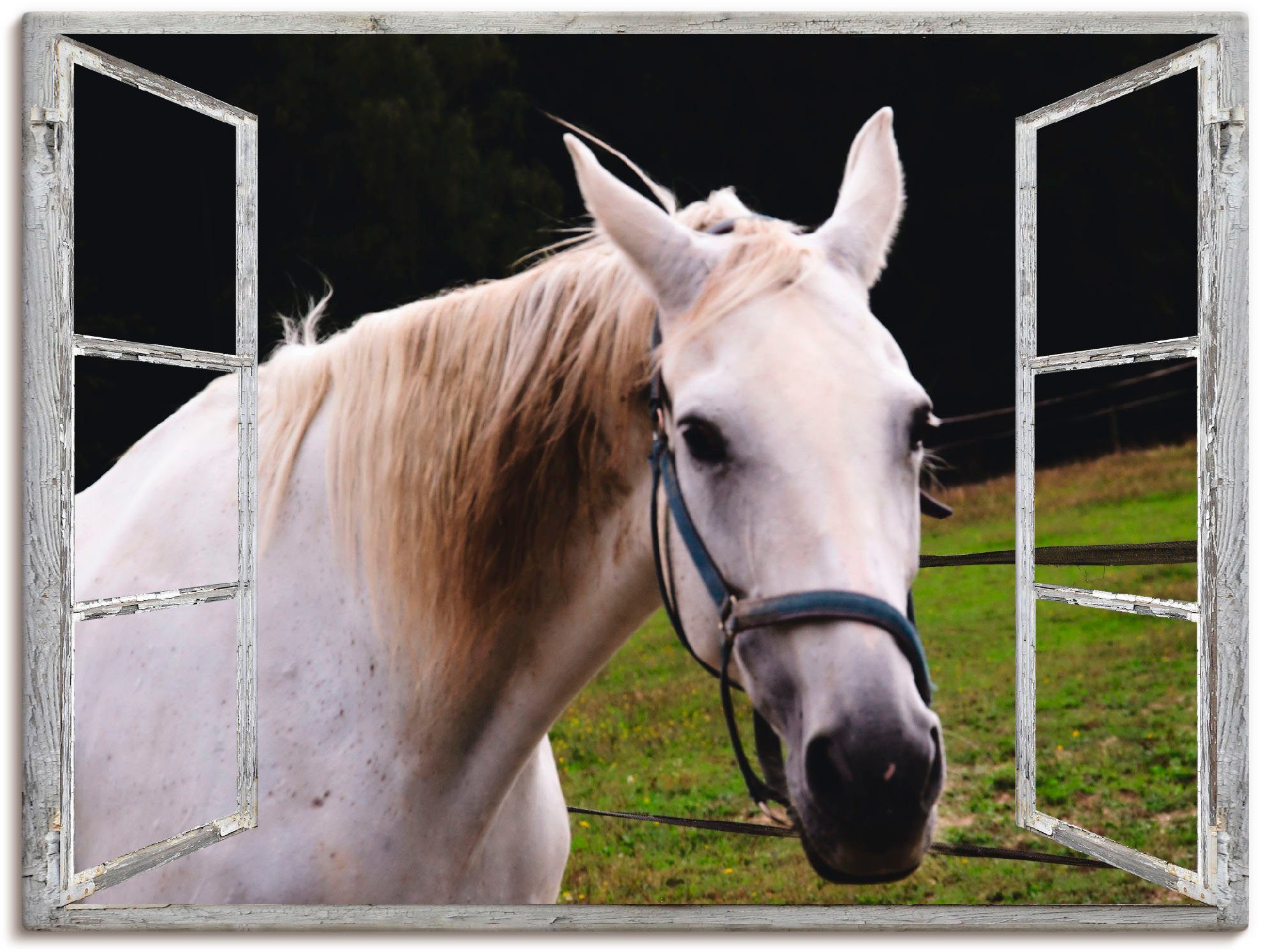 Artland Artprint Blik uit het venster - wit paard in vele afmetingen & productsoorten - artprint van aluminium / artprint voor buiten, artprint op linnen, poster, muursticker / wan