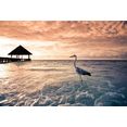 papermoon fotobehang flamingo tropical beach fluwelig, vliesbehang, eersteklas digitale print blauw