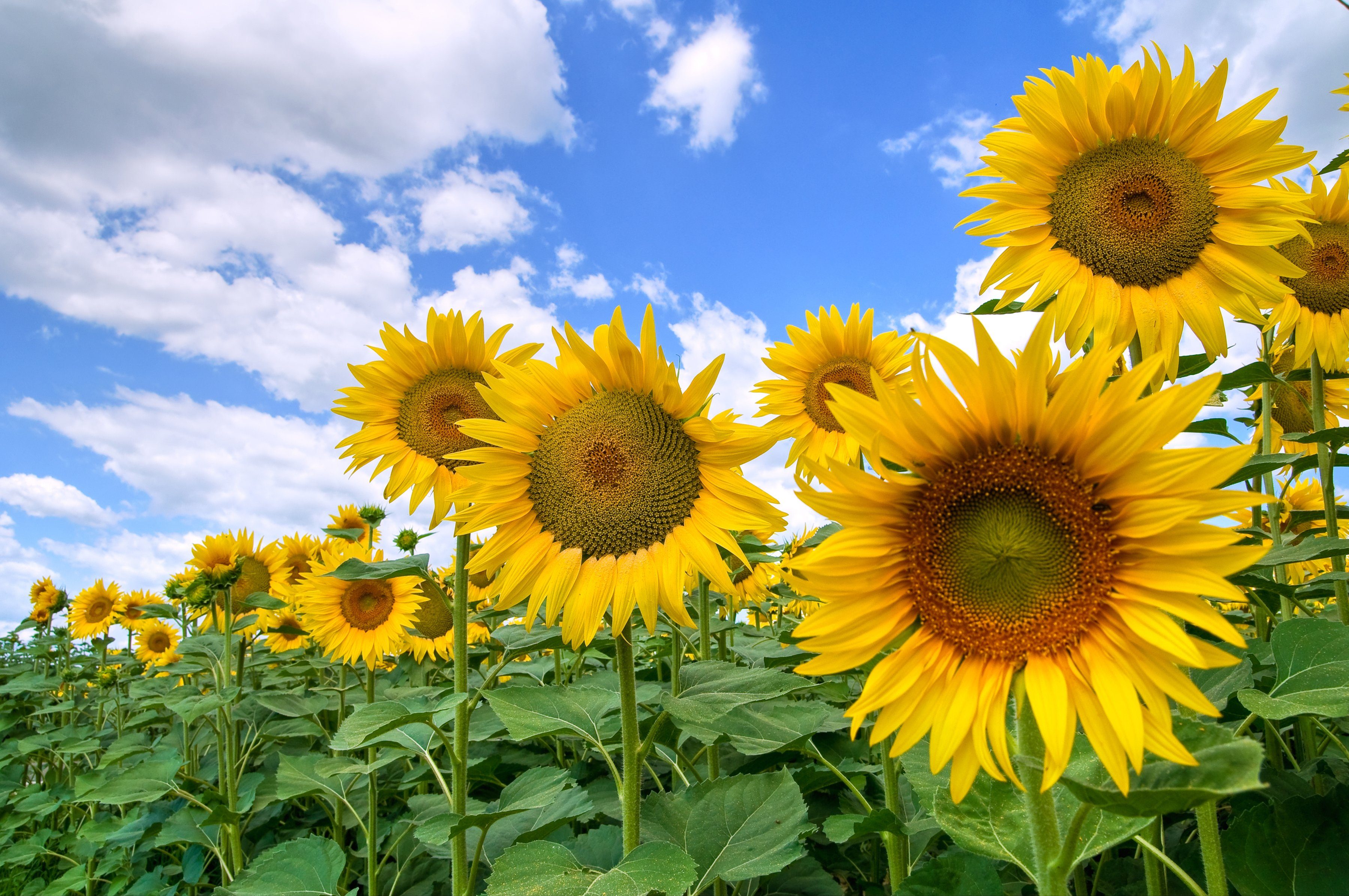 Papermoon Fotobehang Sunflower Field