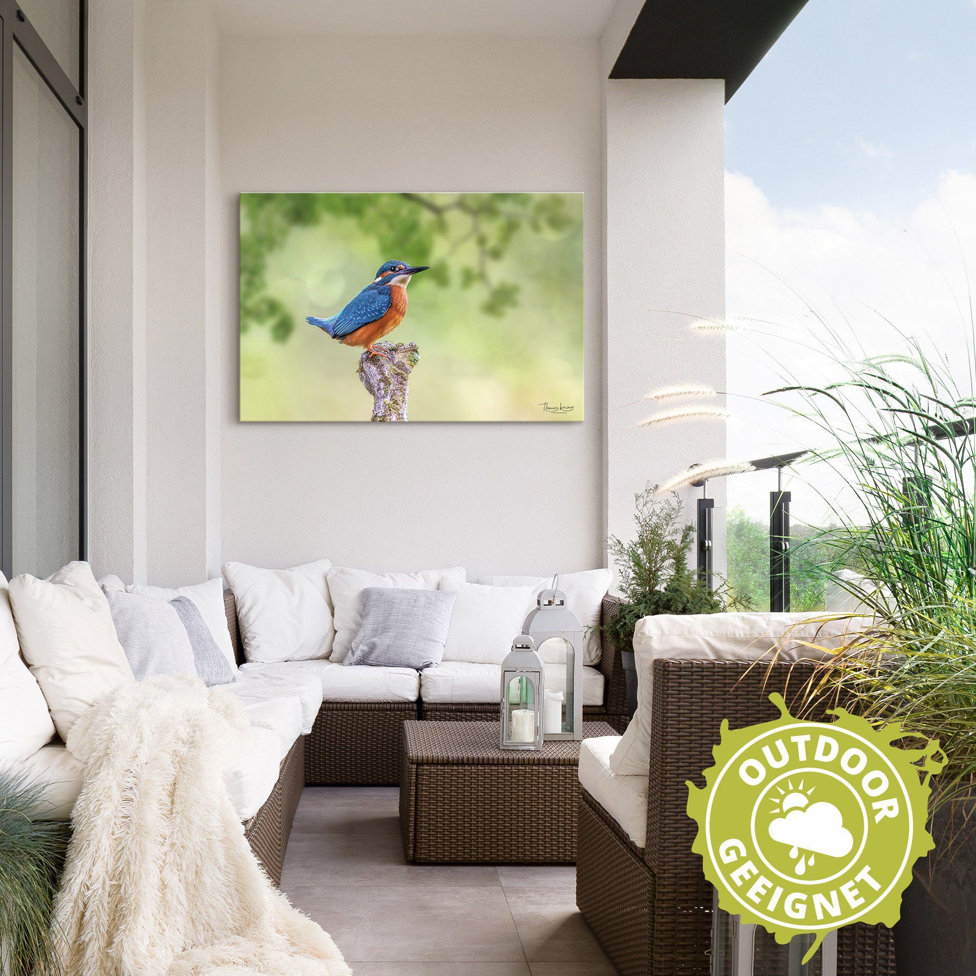 Artland Aluminium dibond print Ijsvogel II