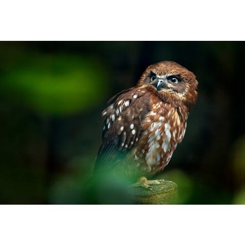 Papermoon Fotobehang Brown Wood Owl