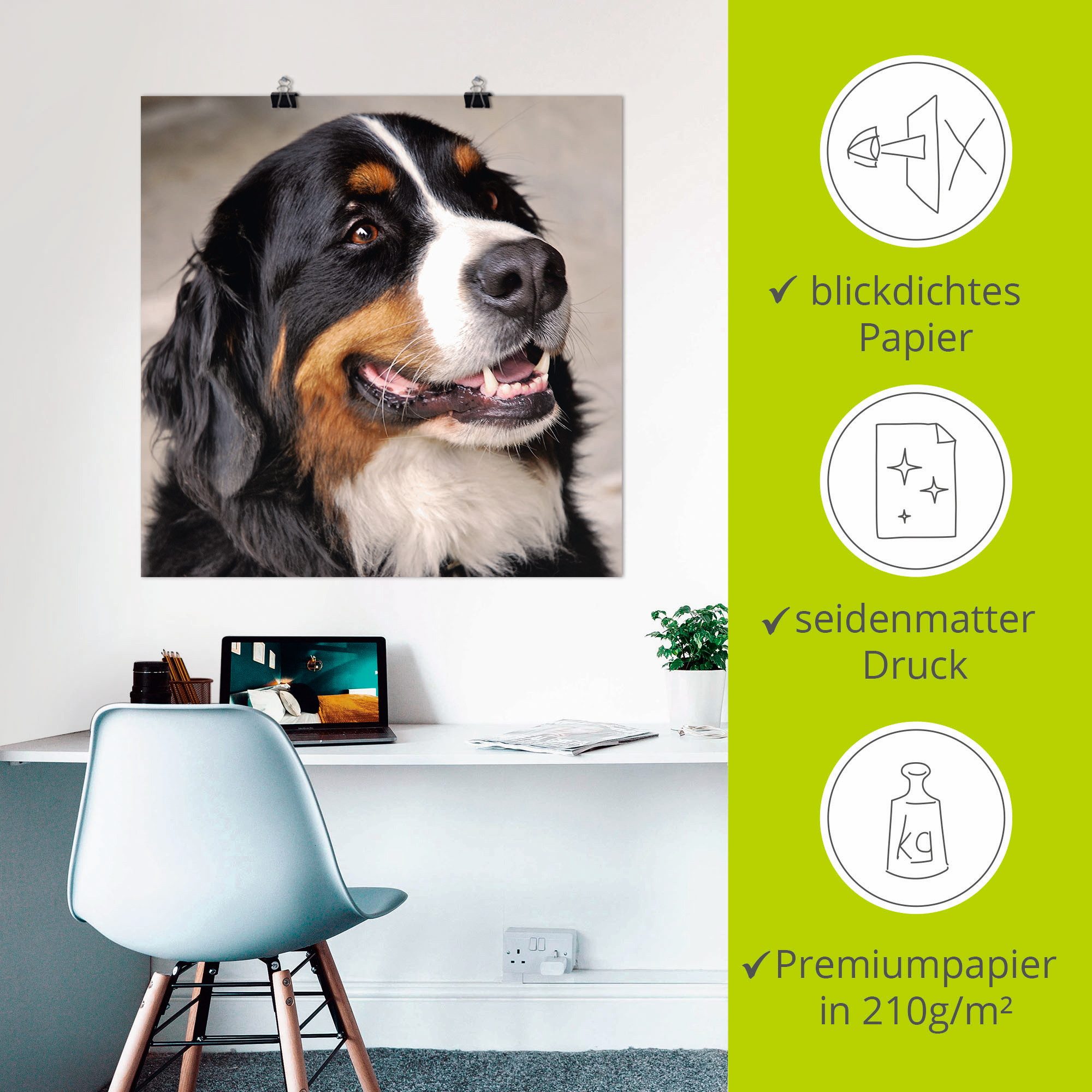 Artland Artprint Berner sennenhond als poster, muursticker in verschillende maten