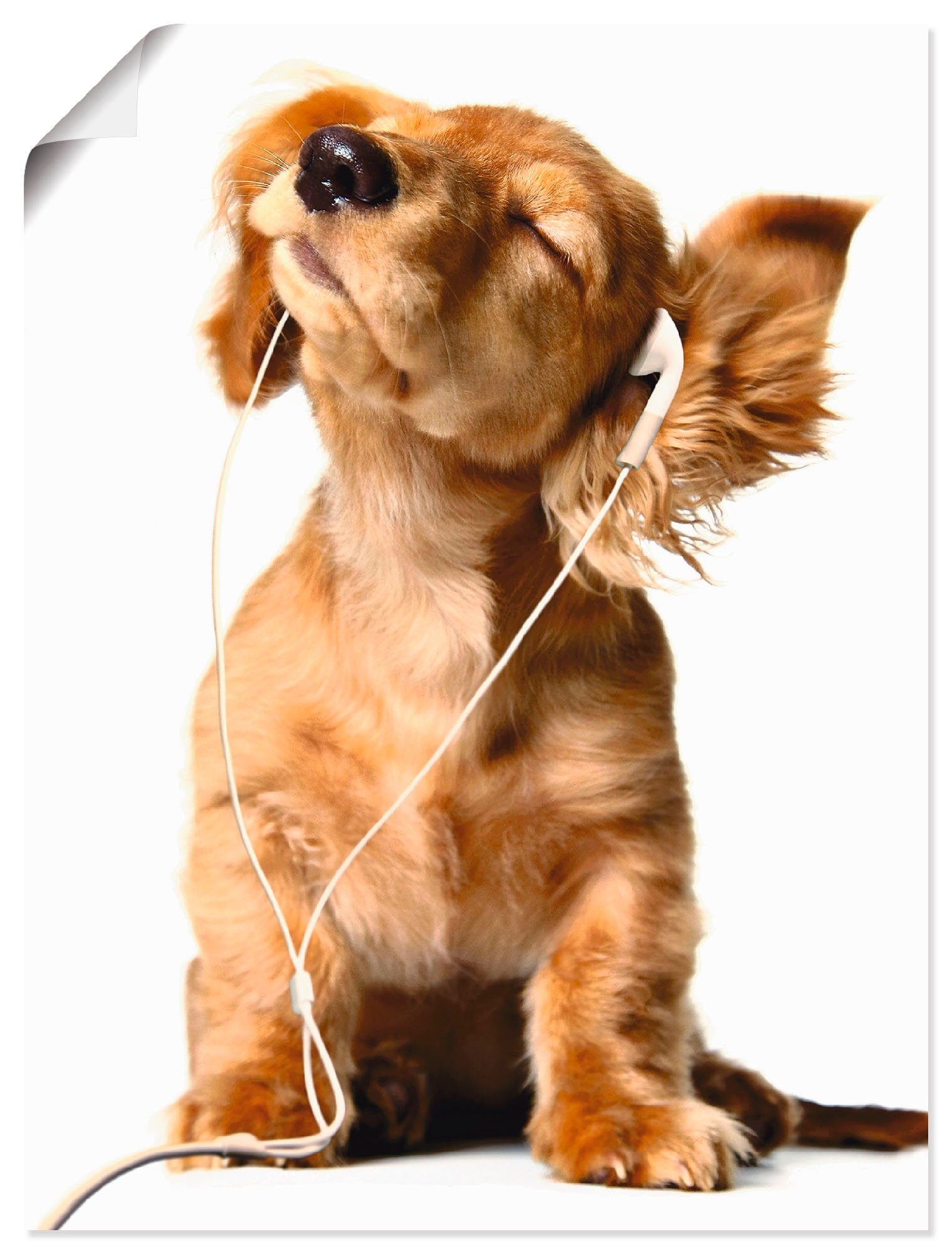 Artland Artprint Jonge hond die naar muziek door hoofdtelefoon luistert in vele afmetingen & productsoorten -artprint op linnen, poster, muursticker / wandfolie ook geschikt voor d