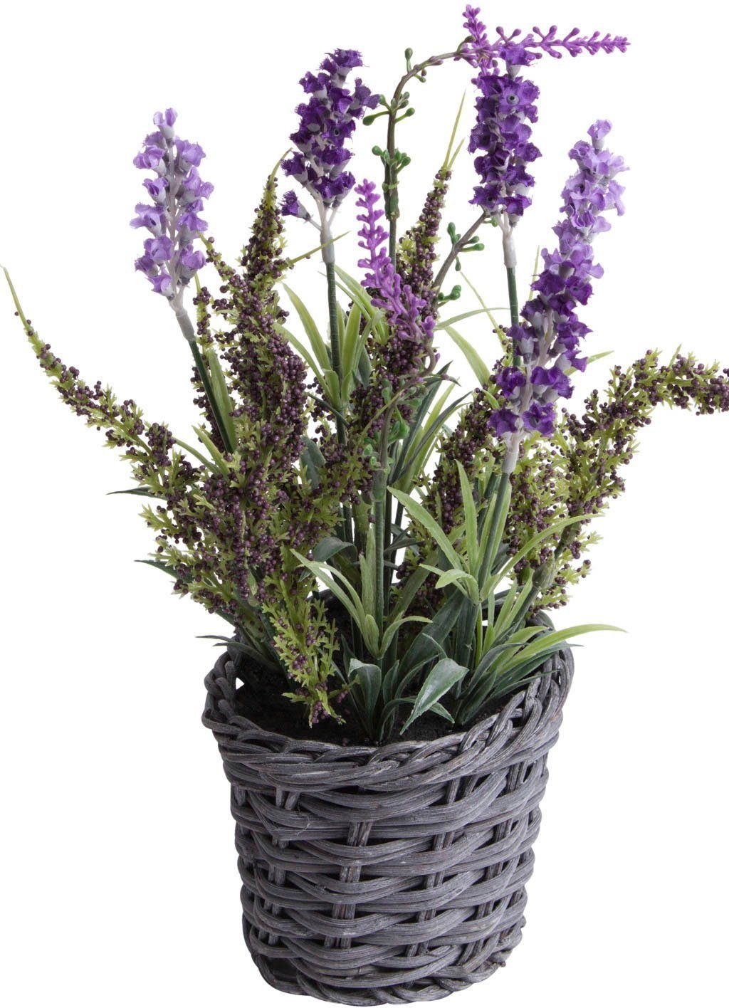 Botanic-Haus Kunst-potplanten Lavendel - erica arrangement in mand (1 stuk)