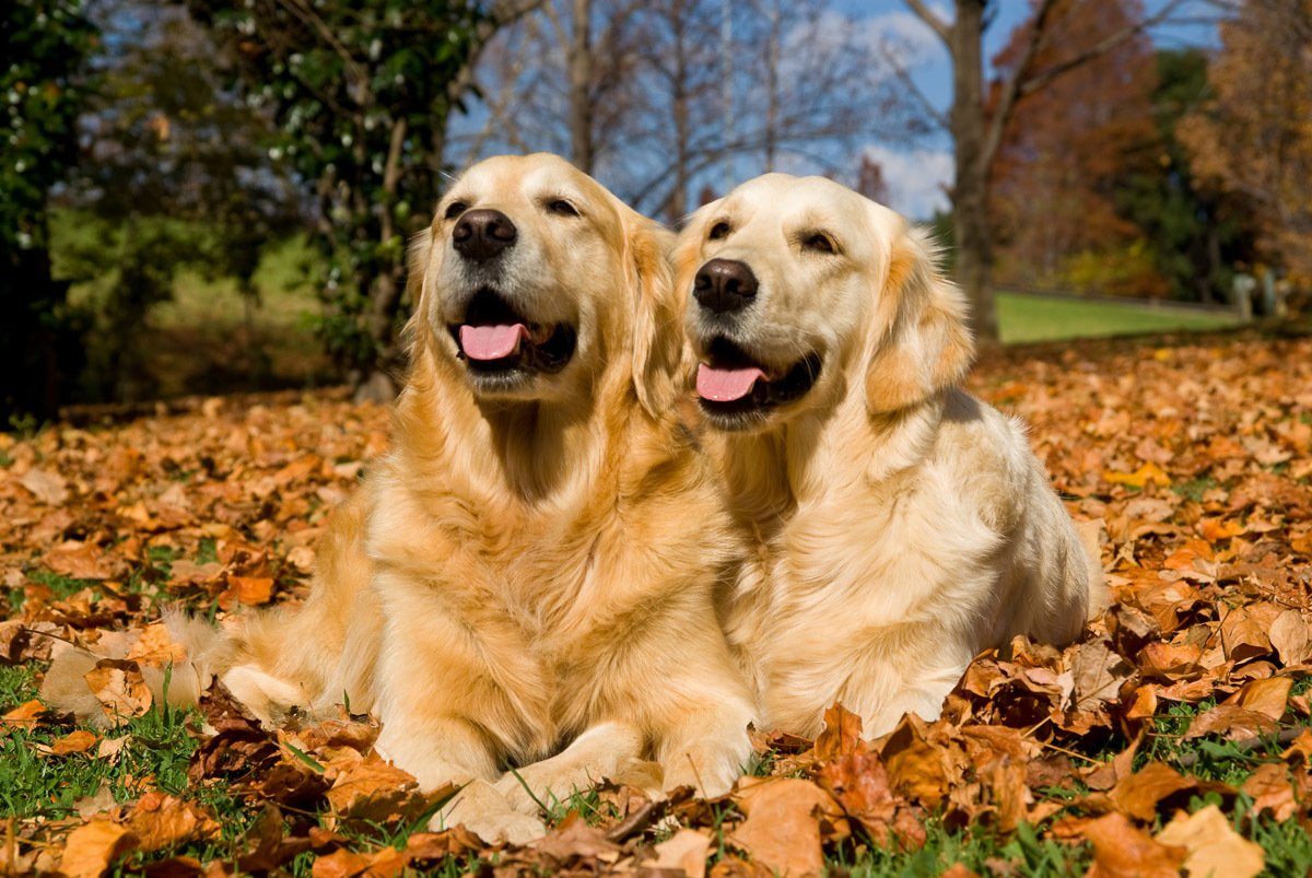 Papermoon Fotobehang Golden Retriever