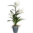 creativ green kunstorchidee dendrobie in keramische vaas wit