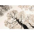 reinders! artprint witte bomen - artprint (set) wit
